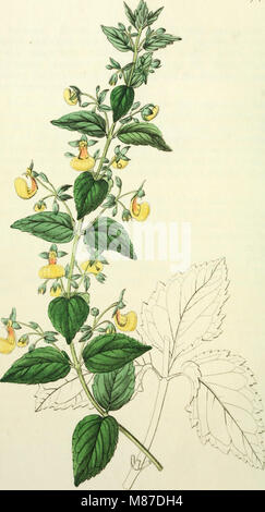 Edwards' Botanical Register, veröffentlicht von 1829 bis 1847, bietet detaillierte Beschreibungen von Zierblumen und Sträuchern sowie Illustrationen, die die Identifizierung und den Anbau in Gärten und Landschaften erleichtern. Stockfoto