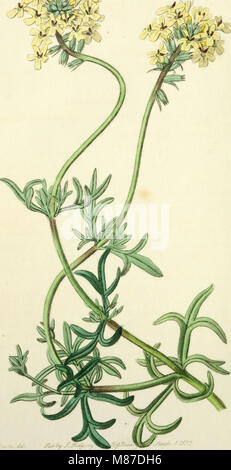 Edwards' botanische registrieren, oder, ornamentalen Blumen - Garten und Gebüsch. (1829-1847) (20986219119) Stockfoto