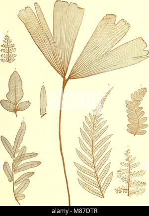 Der jetztwelt farnkräuter Sterben, zur henkes lolland und Bestimmung, der in der Höhle Formationen der Erdrinde eingeschlossenen Überreste von vorweltlichen Arten of this Ordnung / Dm Flächen - skelet (1865) (2091 0053 Stockfoto