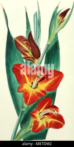 Edwards' Botanical Register, veröffentlicht zwischen 1829 und 1847, enthält detaillierte Beschreibungen und Illustrationen von Zierpflanzen, Blumen und Sträuchern. Es dient als historische Referenz für Gartenfreunde und Botaniker, die sich für Pflanzenarten aus dem frühen 19. Jahrhundert interessieren. Stockfoto