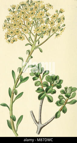 Dieses Werk, das von 1829 bis 1847 veröffentlicht wurde, katalogisiert Zierpflanzen, Blumen und Sträucher für Gärten. Es enthält detaillierte botanische Abbildungen und Beschreibungen von Arten, die für die Landschaftsgestaltung geeignet sind und einen Beitrag zum Gartenbau und zur Gartengestaltung leisten. Stockfoto