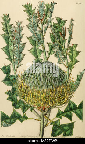 Eine umfassende Arbeit über Zierpflanzen mit detaillierten Beschreibungen und Illustrationen von Gartenblumen und Sträuchern. Die Publikation, die von 1829 bis 1847 reicht, beleuchtet verschiedene Pflanzenarten, die in der Gartengestaltung und Landschaftsarchitektur verwendet werden. Stockfoto