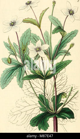 Das von 1829 bis 1847 veröffentlichte *Edwards' Botanical Register* enthält detaillierte Illustrationen und Beschreibungen von Zierblumen und Sträuchern, die in Gärten angebaut werden. Stockfoto
