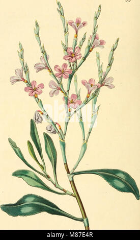 Edwards' Botanical Register, veröffentlicht von 1829 bis 1847, enthält detaillierte Beschreibungen und Illustrationen von Zierpflanzen, Blumen und Sträuchern. Es ist eine wichtige Ressource für Gartenbauer und Botaniker und zeigt eine Vielzahl von Pflanzenarten, die für Gärten und Landschaftsgärten geeignet sind. Stockfoto