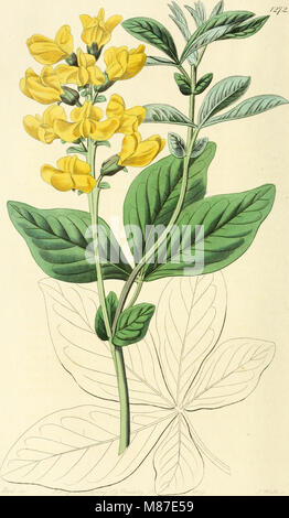 Edwards' Botanical Register, das von 1829 bis 1847 veröffentlicht wurde, ist eine umfassende Sammlung von dekorativen Blumen, Gärten und Sträuchern. Es bietet detaillierte botanische Illustrationen und Beschreibungen, die als Referenz für Gärtner und Botaniker dienen. Stockfoto