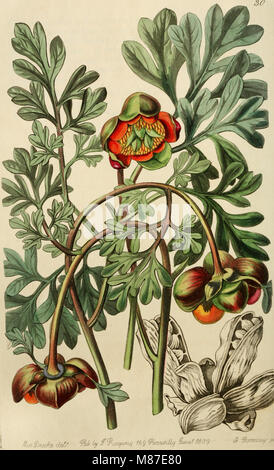 Edwards' Botanical Register, veröffentlicht von 1829 bis 1847, ist ein ausführlicher Leitfaden über Zierpflanzen, Blumen und Sträucher. Es bietet Beschreibungen und Abbildungen verschiedener Arten, wobei der Schwerpunkt auf Gartenbau und botanischer Schönheit liegt. Stockfoto