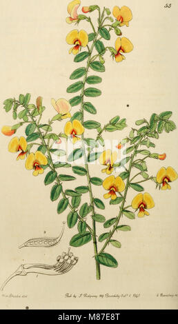 Edwards' botanische registrieren, oder, ornamentalen Blumen - Garten und Gebüsch. (1829-1847) (21174700735) Stockfoto