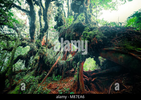 Geheimnisvolle Landschaft des nebligen Wald. Schrägen Baumstamm und Wurzeln mit dicken grünen Moos gegen hohe bewachsene Stämme der exotischen Pflanzen für den Hintergrund. Stockfoto