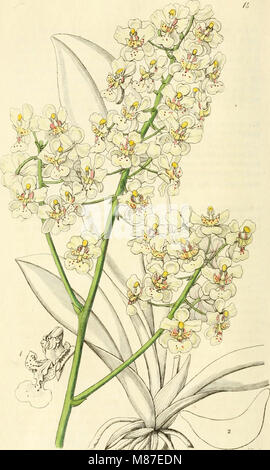 Diese Publikation, die von 1829 bis 1847 reicht, präsentiert detaillierte Illustrationen und Beschreibungen von Zierblumen und Sträuchern und bietet wertvolle Einblicke für Gartenfreunde. Stockfoto