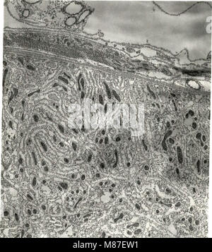 Diese Studie untersucht die Auswirkungen von juvenilem Hormon auf den mitochondrialen Stoffwechsel der indischen Mehlmotte (*Plodia interpunctella*). Es untersucht, wie das Hormon Stoffwechselprozesse beeinflusst und gibt Einblicke in die Physiologie und Entwicklung von Insekten. Stockfoto