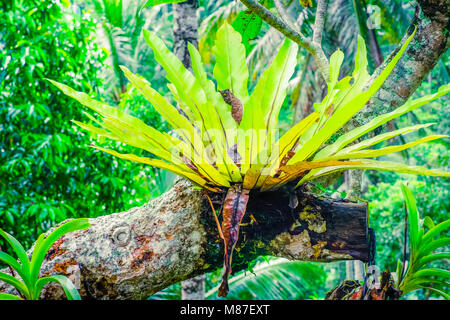 Erstaunliche pflanze Birds Nest Farn (Asplenium Nidus) und tropische Blumen wachsen in der Fantasy Garten. Die wilde Natur des tiefen Indonesischen Dschungel Stockfoto