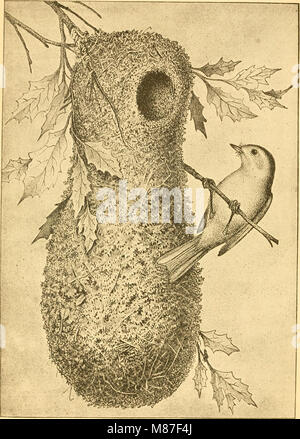 Ei Checkliste und der Schlüssel für die Nester und Eier der nordamerikanische Vögel (1886) (14750857475) Stockfoto