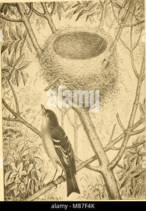 Ei Checkliste und der Schlüssel für die Nester und Eier der nordamerikanische Vögel (1886) (14770729173) Stockfoto
