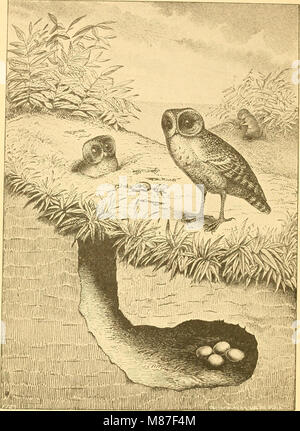 Ei Checkliste und der Schlüssel für die Nester und Eier der nordamerikanische Vögel (1886) (14770730283) Stockfoto