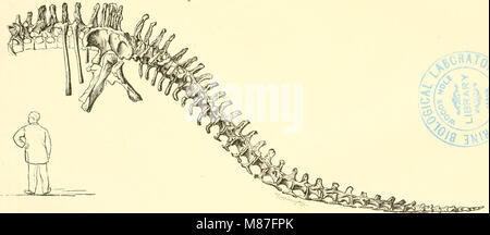 Einführung in die vergleichende Anatomie der Wirbeltiere, für Studierende (1907) (20579796793) Stockfoto