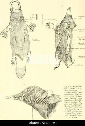 Einführung in die vergleichende Anatomie der Wirbeltiere, für Studierende (1907) (20579979713) Stockfoto