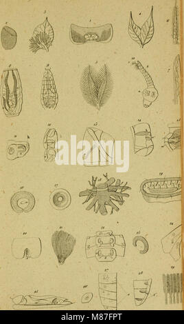 Eine Lektüre in die Entomologie - oder der Naturgeschichte der Insecten (1823) (21193191632) Stockfoto