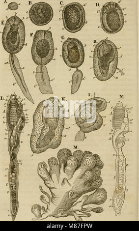 Eine Lektüre im Sterben Konchyliologie; oder Grundzüge der Naturgeschichte der Weichthiere (1853) (21203960525) Stockfoto