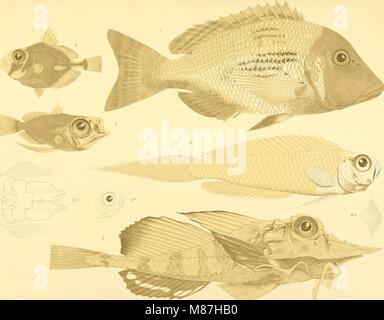 Sterben Fische der Siboga-Expedition (1913) (20294135963) Stockfoto