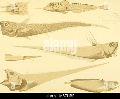 Sterben Fische der Siboga-Expedition (1913) (20294144193) Stockfoto