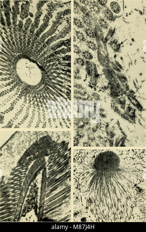 Elektronen-mikroskopische Struktur von Protozoen (1963) (20586638054) Stockfoto