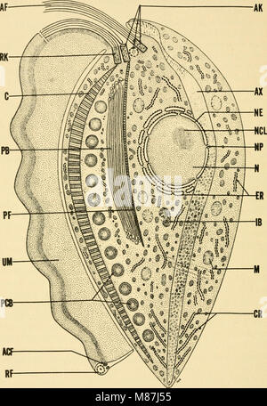 Elektronen-mikroskopische Struktur von Protozoen (1963) (21217233731) Stockfoto