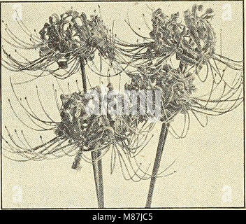 Der Großhandelskatalog 1944 von Dreer bietet eine umfassende Auswahl an Pflanzen, Saatgut und Gartenbedarf für Gartengärtner und Blumenhändler und bietet detaillierte Informationen zu saisonalen Angeboten für Winter, Frühling und Sommer. Stockfoto