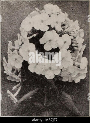 Dreer die 72. jährliche Ausgabe Garten Buch - 1910 (1910) (14593539430) Stockfoto