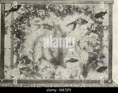 Das *Dreer's 72nd Annual Edition Garden Book* (1910) bietet umfassende Gartenberatung, einschließlich Pflanzenpflege, saisonale Pflanzzeitpläne und Landschaftsgestaltung. Sie bietet außerdem Tipps zur ganzjährigen Pflege eines blühenden Gartens und ist damit ein wichtiger Leitfaden für Gärtner. Stockfoto