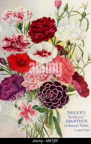 Dreer die 72. jährliche Ausgabe Garten Buch - 1910 (1910) (14778921922) Stockfoto