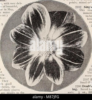 Dreer die 72. jährliche Ausgabe Garten Buch - 1910 (1910) (14779463965) Stockfoto