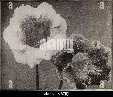 Dreer die 72. jährliche Ausgabe Garten Buch - 1910 (1910) (14779547522) Stockfoto