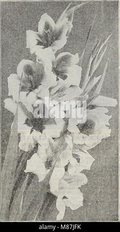 Dreer die 72. jährliche Ausgabe Garten Buch - 1910 (1910) (14779893715) Stockfoto