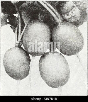 Der Katalog von Dreer 1948 zeigt drei Sorten von Zinnien und bietet einzigartige und außergewöhnliche Optionen für Gartenliebhaber. Diese Zinnien werden wegen ihrer leuchtenden Farben und ihrer Anpassungsfähigkeit beworben, wodurch sie für verschiedene Gartenumgebungen geeignet sind. Stockfoto