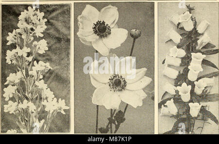 Dreer die altmodische winterharte Pflanzen (1914) (21048760635) Stockfoto