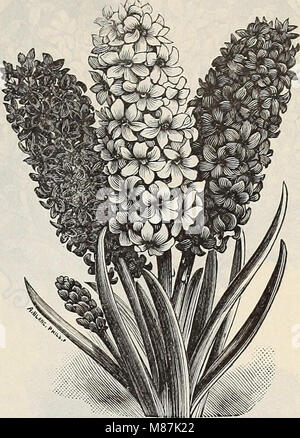 Dreer die vierteljährlichen Großhandel Preis liste von Blumenzwiebeln, Pflanzen, Samen, &c. - Herbst Ausgabe, September 1896 (Dezember 1896) (20861709158) Stockfoto
