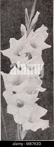 Dreer der Großhandel Katalog für Floristen und Gärtner - Winter Frühling Sommer 1939 (1939) (21052379415) Stockfoto
