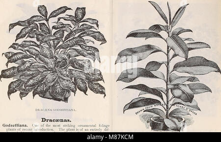 Dreer der Großhandel Preisliste - Sommer Edition Juli bis August 1901 Pflanzen Lampen saisonale Blumen- und Gemüsesamen, Düngemittel, Tools, etc., etc. (1901) (20431269614) Stockfoto