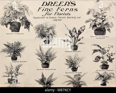 Dreer der Großhandel Preisliste 1907 - Lampen Pflanzen saisonale Blumen- und Gemüsesamen Düngemittel, Tools, etc., etc. (1907) (14589988438) Stockfoto