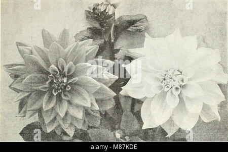 Dreer der Großhandel Preisliste für Floristen - Blumen Samen Pflanzen und Blumenzwiebeln Pflanzen und Rasen Grassamen Verbrauchsmaterialien (1931) (20444384644) Stockfoto