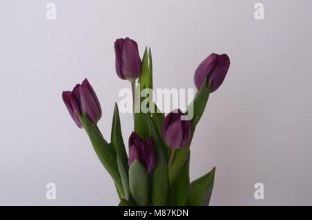 Satz von fünf verschiedenen Farben Tulpen auf weißem Hintergrund. Stockfoto