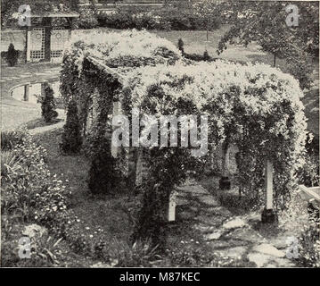 Dreer Qualität Samen pflanzen Lampen (1939) (20811060979) Stockfoto