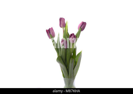 Satz von fünf verschiedenen Farben Tulpen auf weißem Hintergrund. Stockfoto
