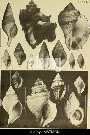 East Coast Marine Muscheln; Beschreibungen von Shore Muscheln zusammen mit vielen Leben unter tide Mark, von Maine zu Texas inclusive, insbesondere Florida (1937) (20943088690) Stockfoto