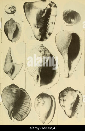 East Coast Marine Muscheln; Beschreibungen von Shore Muscheln zusammen mit vielen Leben unter tide Mark, von Maine zu Texas inclusive, insbesondere Florida (1937) (21138964901) Stockfoto