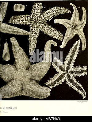 (Echinodermes, ophiures astéries et échinides) (1912) (20951963199) Stockfoto