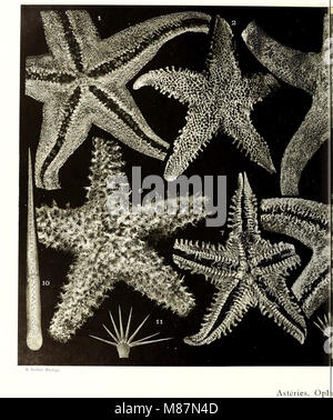 (Echinodermes, ophiures astéries et échinides) (1912) (21112539246) Stockfoto