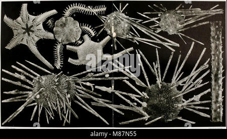 (Echinodermes, ophiures astéries et échinides) (1912) (21138812635) Stockfoto