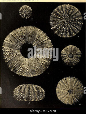 Echinoidea der Schwedischen South Polar Expedition (1910) (20518908013) Stockfoto