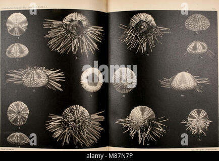 Echinoidea der Schwedischen South Polar Expedition (1910) (20953213629) Stockfoto